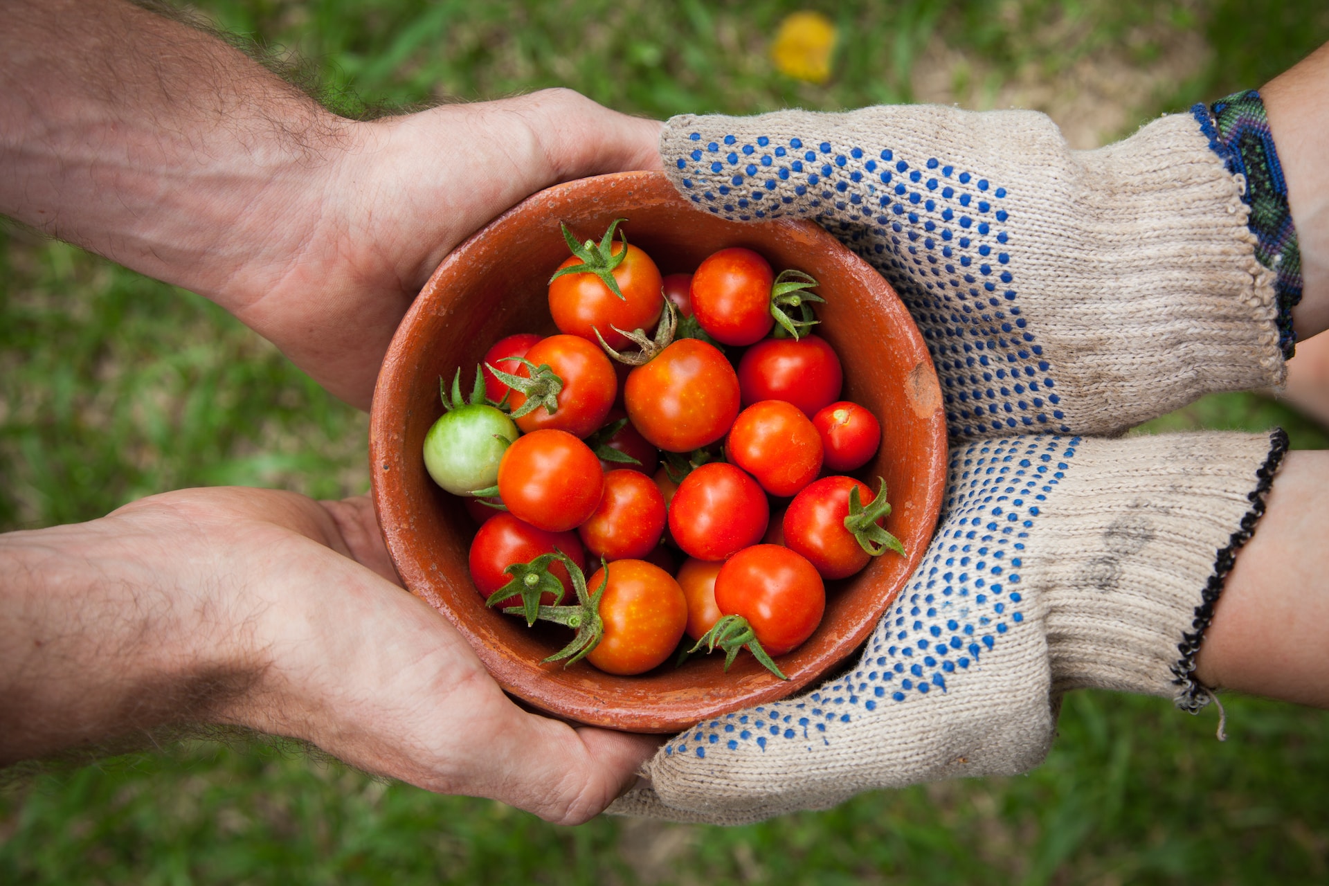 Two pairs of hands hold a bowl of tomatoes